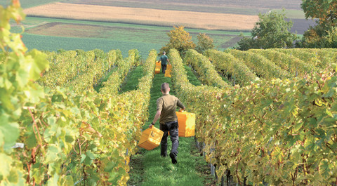 vignes