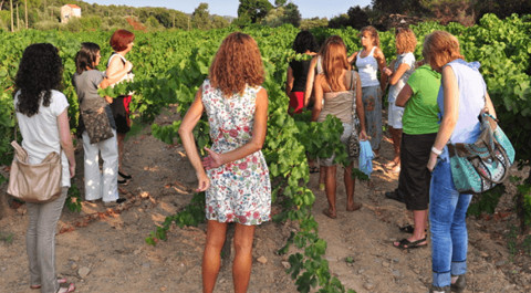 visite vignoble3